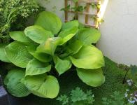 Aménagement d'un patio